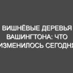 Вишнёвые деревья Вашингтона: Что изменилось сегодня на пути к пику цветения?