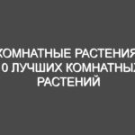 Комнатные растения: 10 лучших комнатных растений