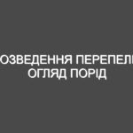 Розведення перепелів огляд порід