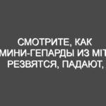 Смотрите, как мини-гепарды из MIT резвятся, падают, переворачиваются и играют в футбол вместе